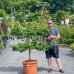 Marhuľa obyčajná (Prunus Armeniaca) ´EARLY ORANGE´ - výška 200-220 cm, obvod kmeňa 16/18 cm, kont. C70L - tvarovaná stena